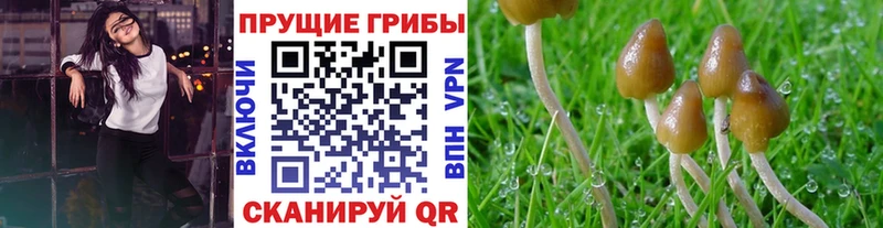 Псилоцибиновые грибы мицелий  Калининец 